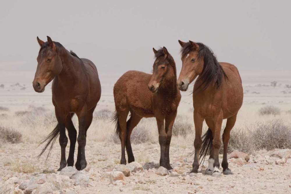 Three wild horses, Namib Desert, Namibia art print by Wendy Kaveney for $57.95 CAD